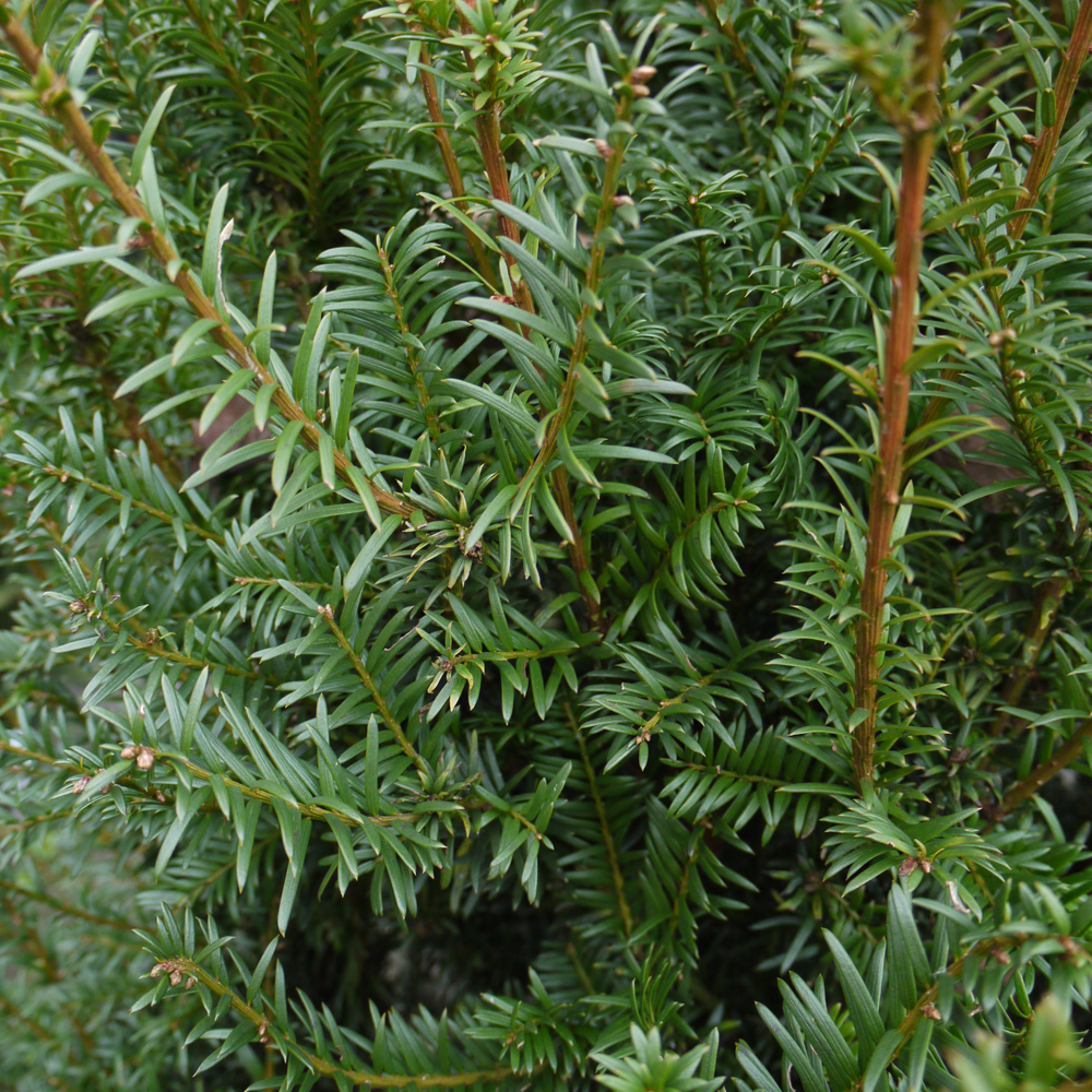 Taxus baccata – Yew tree 1-1.2m tall 10lt