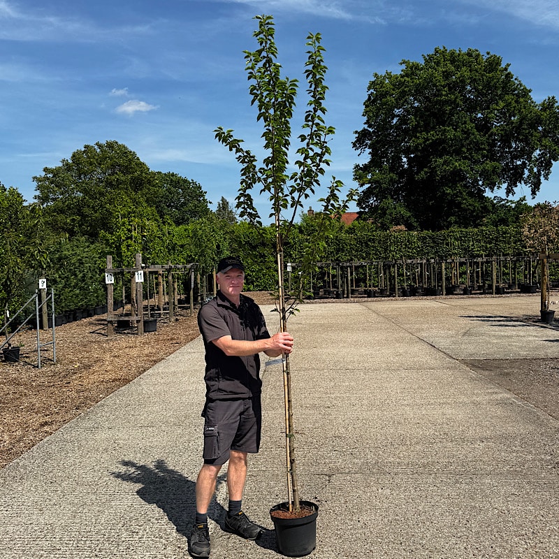 Prunus ‘Umineko’ (Snow Goose) – White Ornamental Cherry 6-8cm girth 10lt