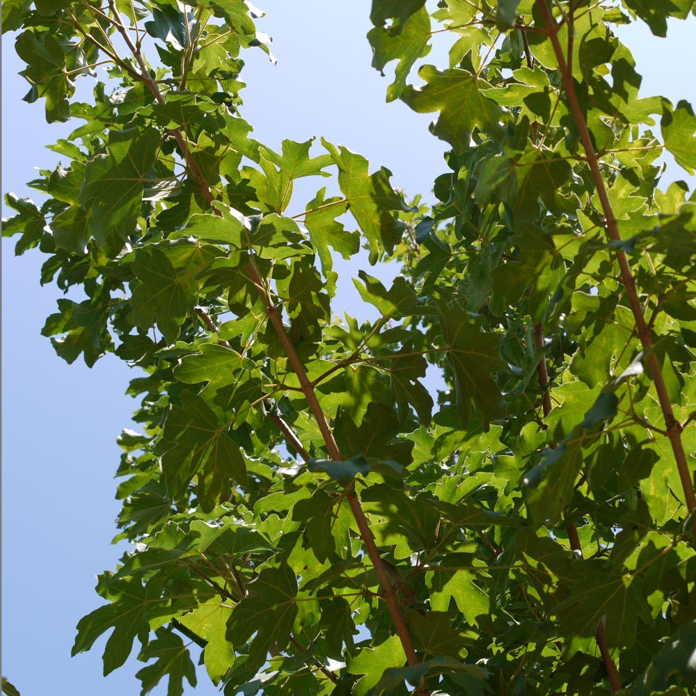 Acer campestre ‘Elsrijk’ – Field maple variety 1.75-2m tall