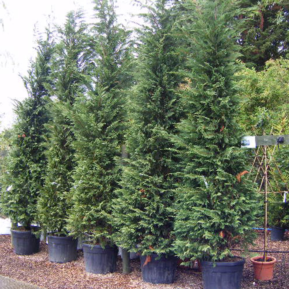 Cupressocyparis leylandii – Leyland Cypress 4-4.5m tall