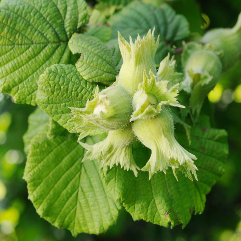 Hazel – Corylus avellana (Bare Root Plants) 60-90cm