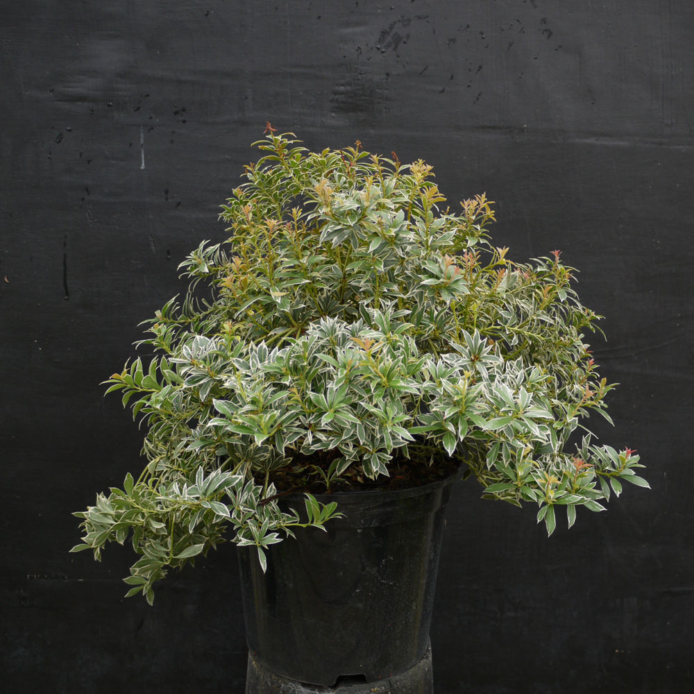 Pieris japonica ‘Little Heath’ 5 Litre
