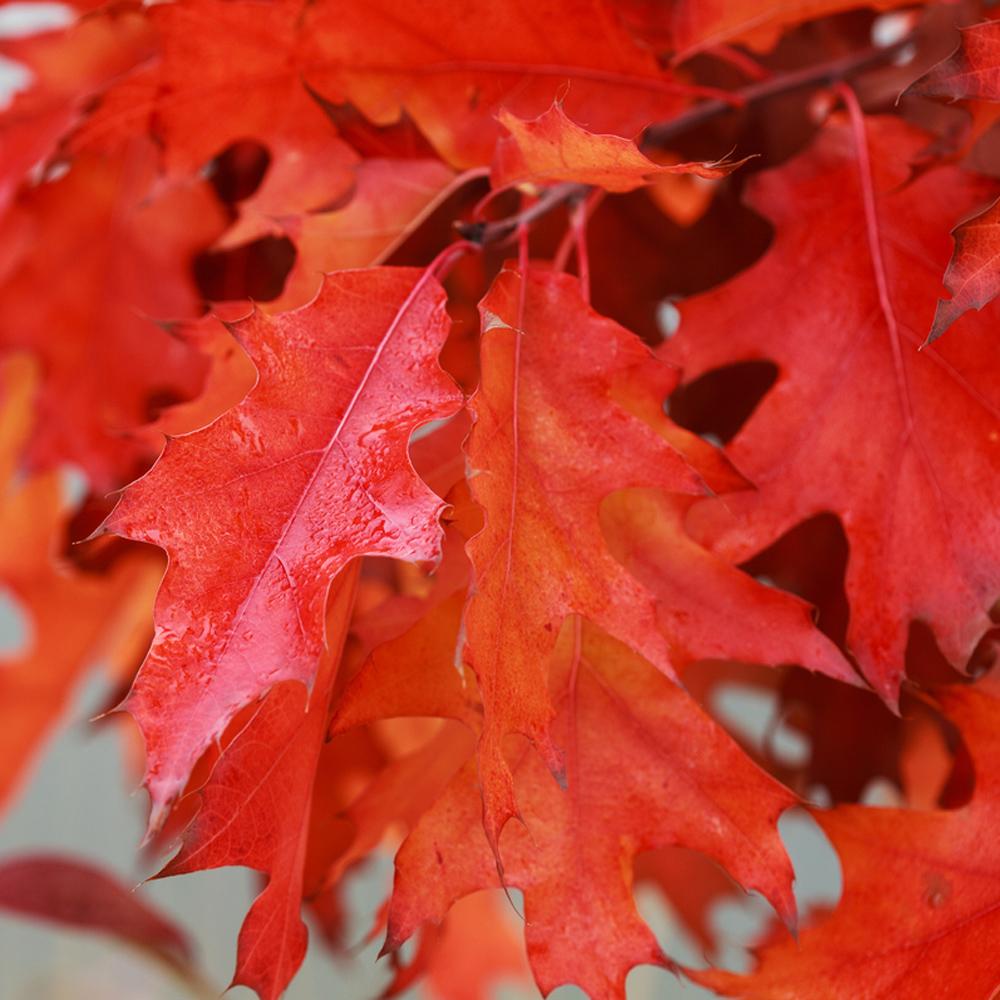 Quercus rubra - Red Oak (Bare Root Plants) 60-90cm