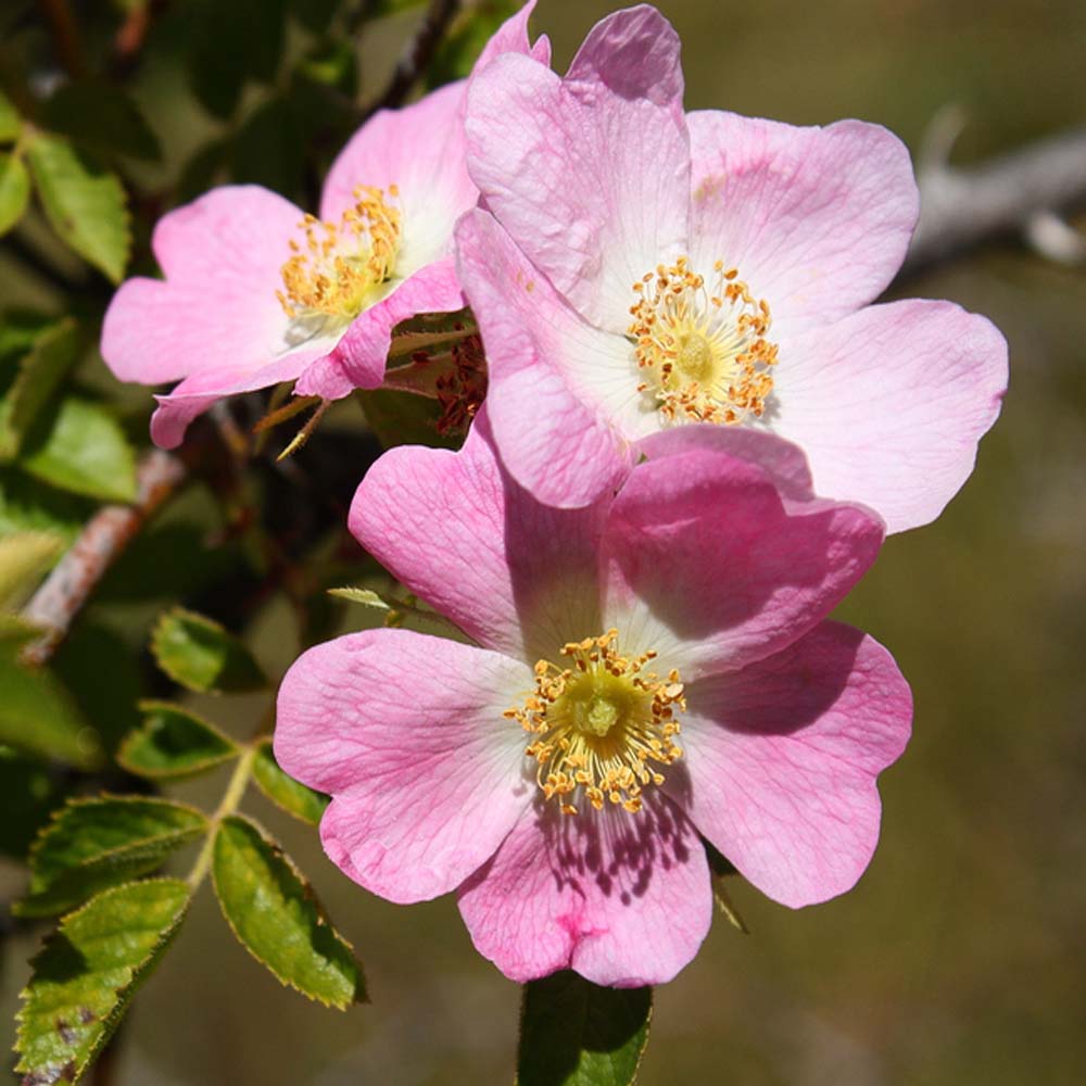 Dog rose – Rosa canina (Bare Root Plants) 60-90cm