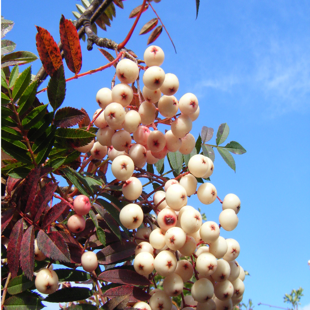Sorbus Vilmorinii - Vilmorins Rowan tree 8/10cm girth