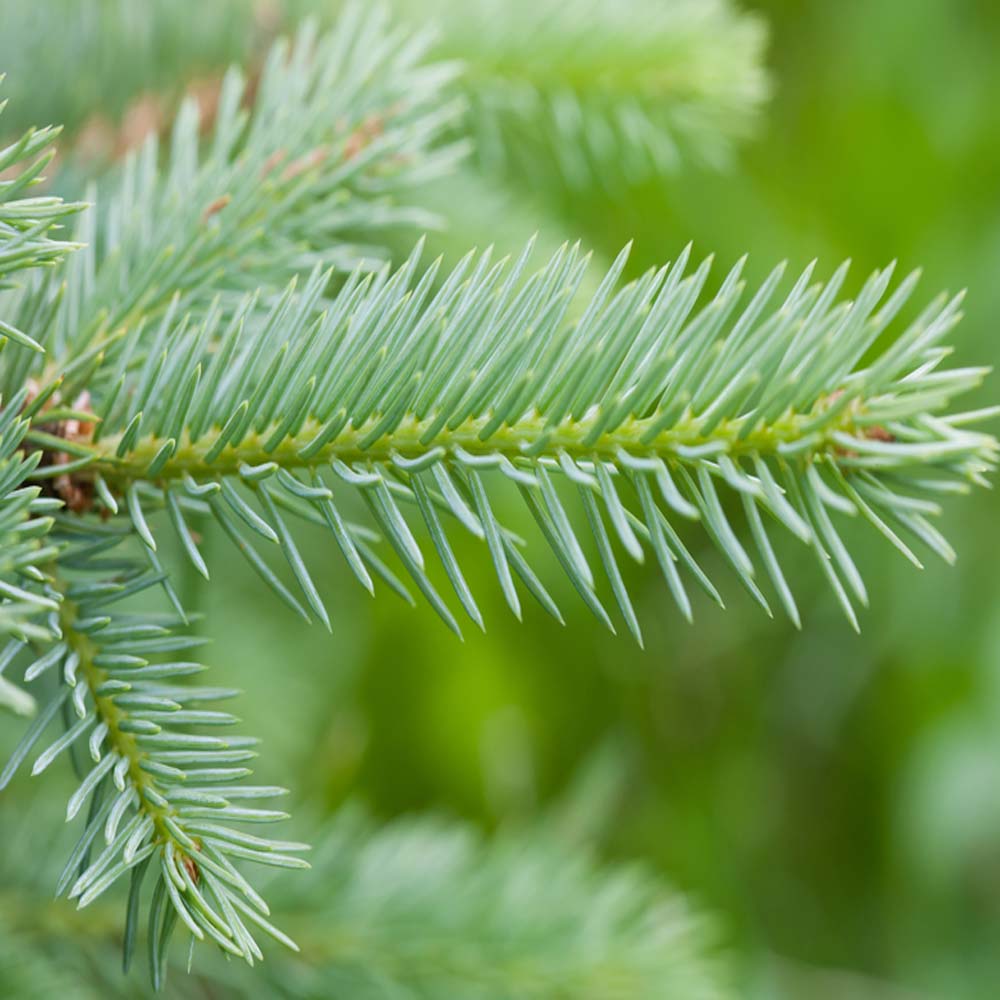 Picea abies – Norway spruce Christmas trees