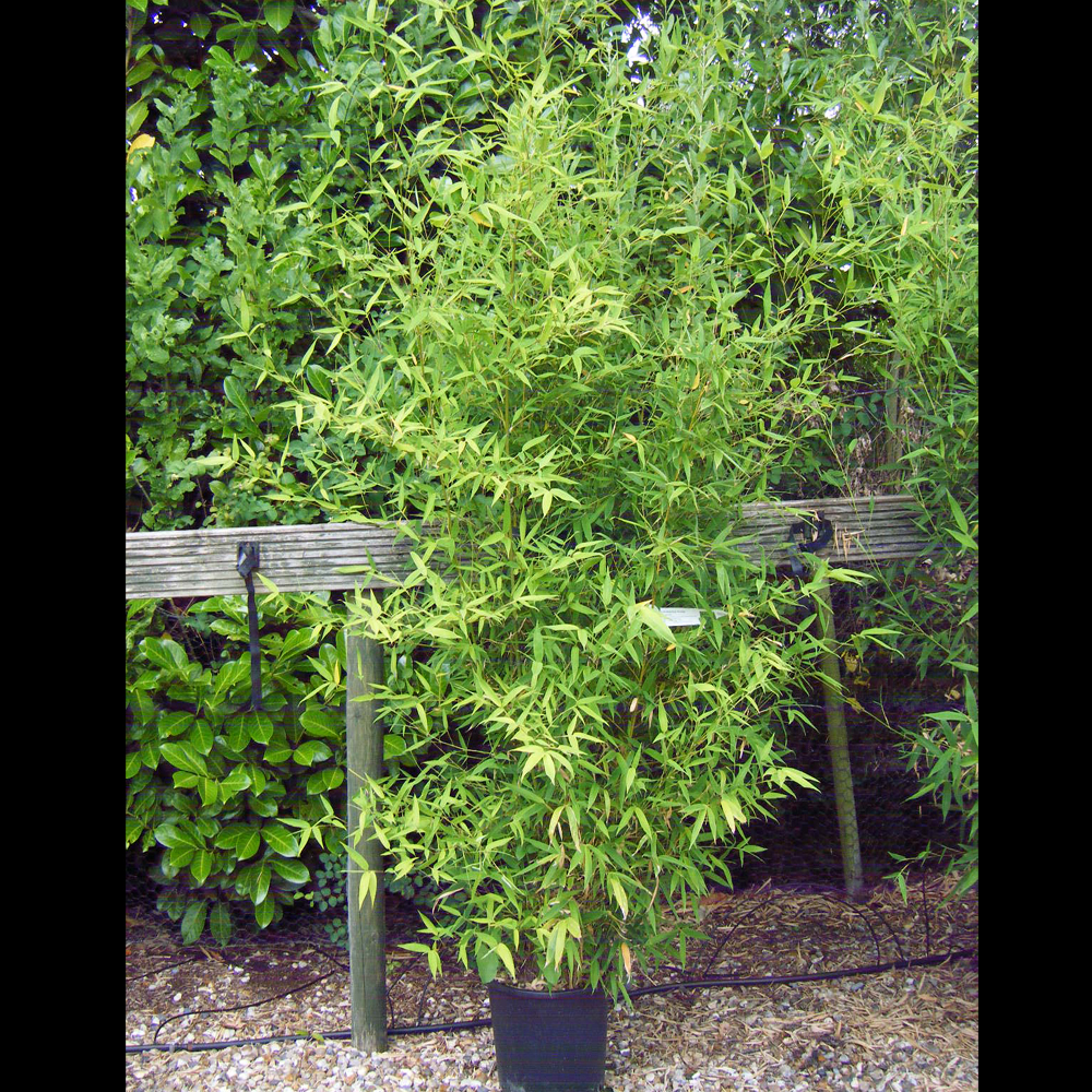 Phyllostachys aurea – Golden bamboo 1.75-2m tall
