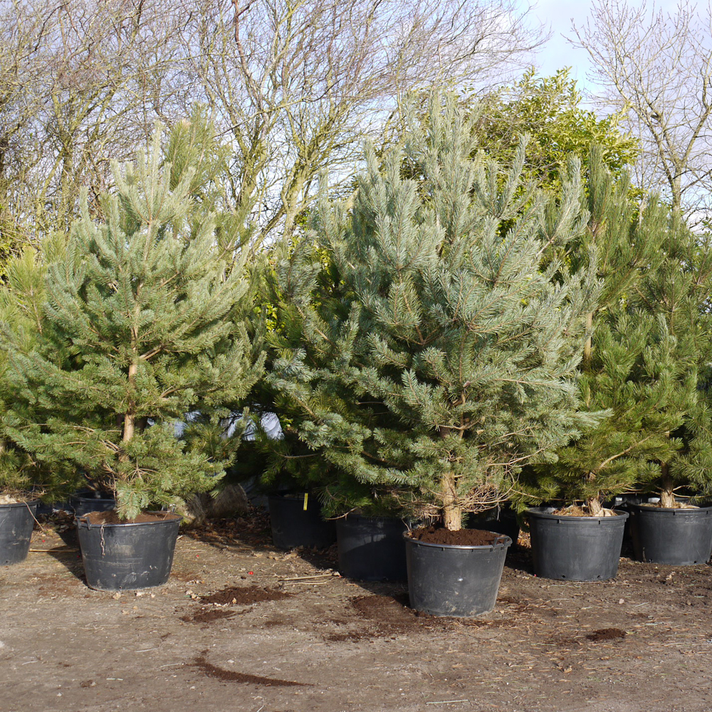 Pinus nigra / sylvestris – rootballed Austrian and Scots Pine trees