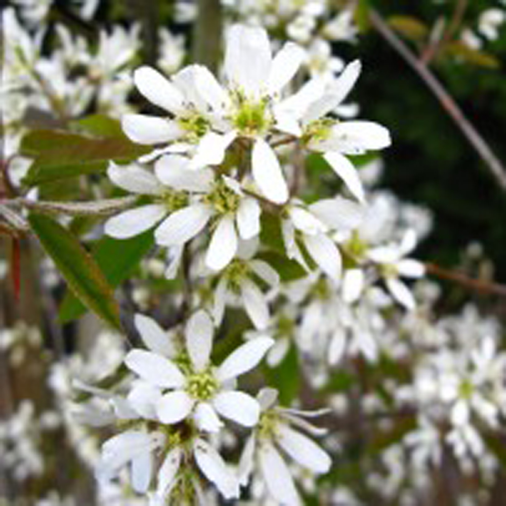 Amelanchier arborea ‘Robin Hill’ – Serviceberry 8-10cm girth