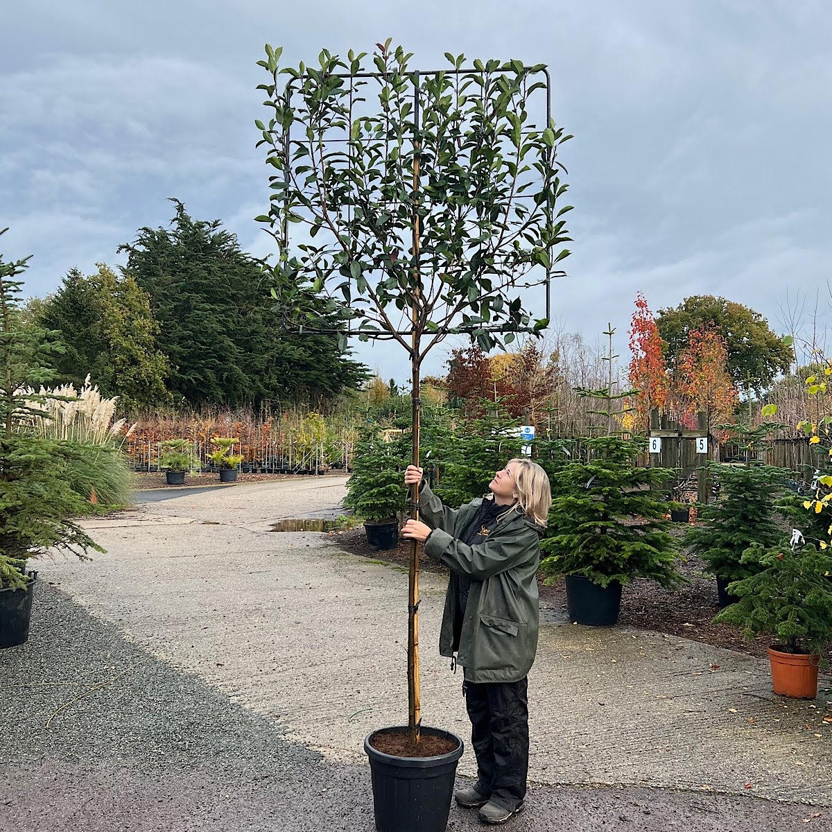 Photinia Fraseri 'robusta Compacta' Red Robin Tree 