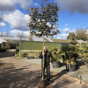 Pleached Photinia Red Robin