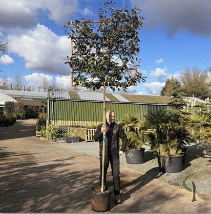 Photinia x fraseri ‘Red Robin’ – Pleached 8-10cm girth