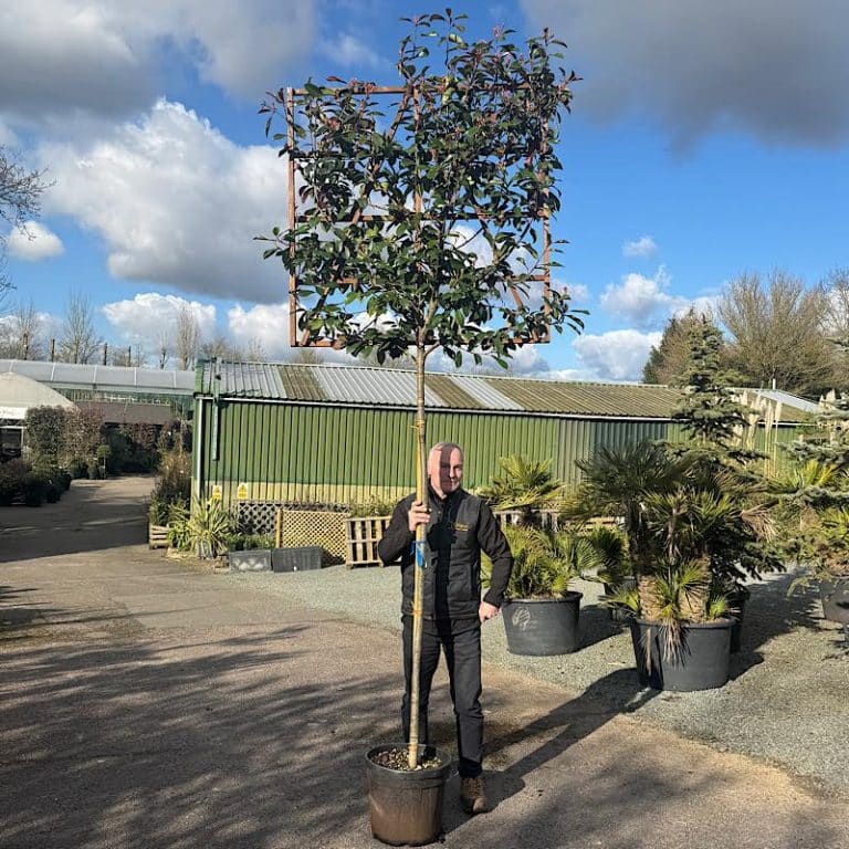 Photinia Red Robin - An Expert Guide - King and Co