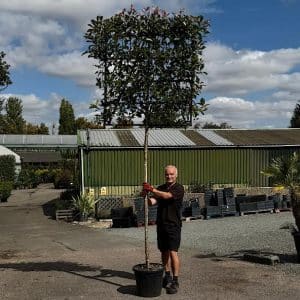 Photinia x fraseri 'Red Robin' - Pleached 8-10cm girth