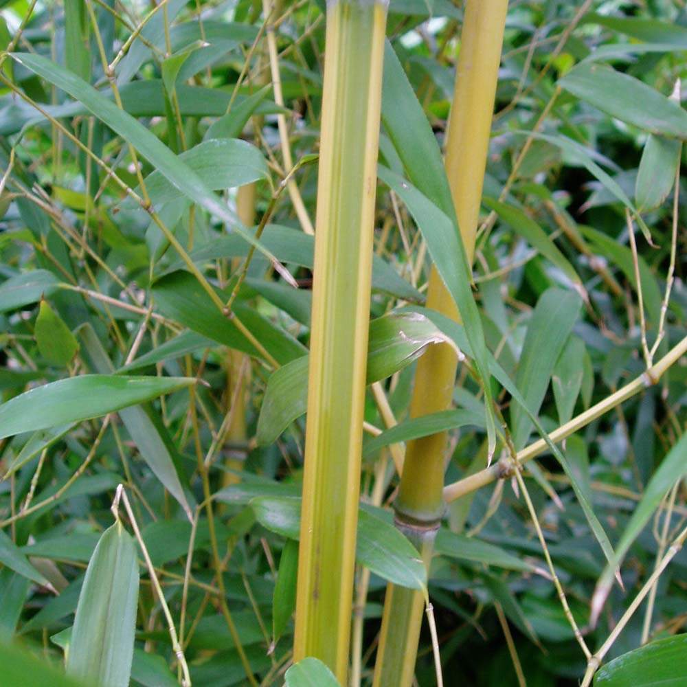 Phyllostachys Aurea Spectabilis Bamboo 1.75-2m tall