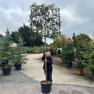 Buy pleached photinia red robin with metal frames.