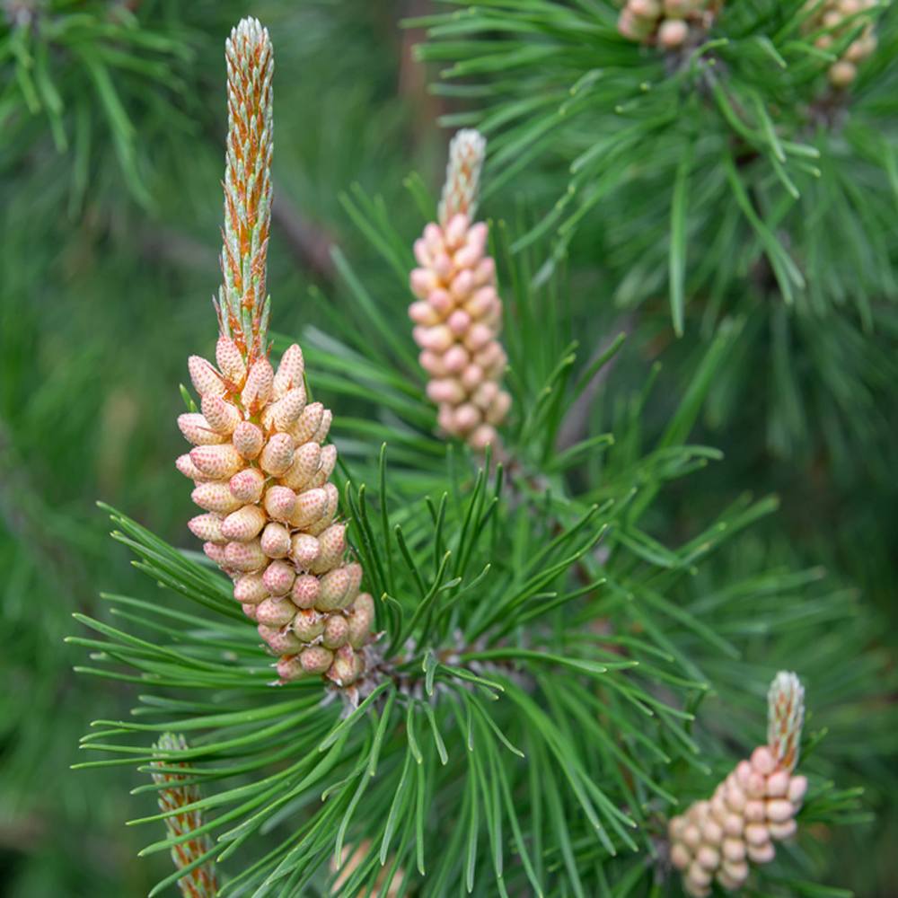 Pinus sylvestris – Scots pine 2.25-2.75m tall