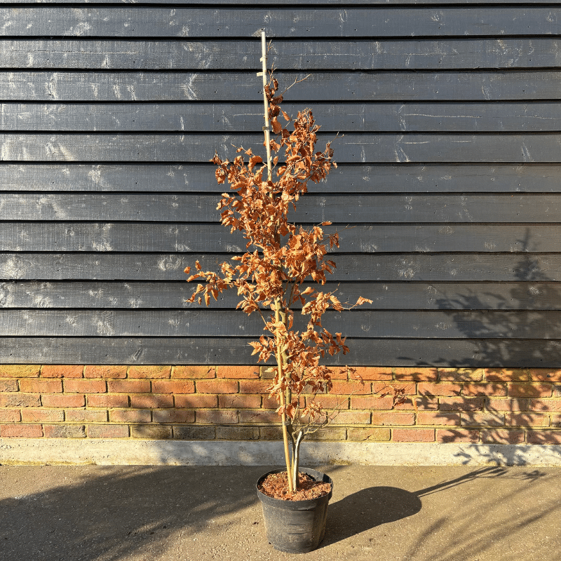 Fagus sylvatica – Green beech 1.5-1.75m tall