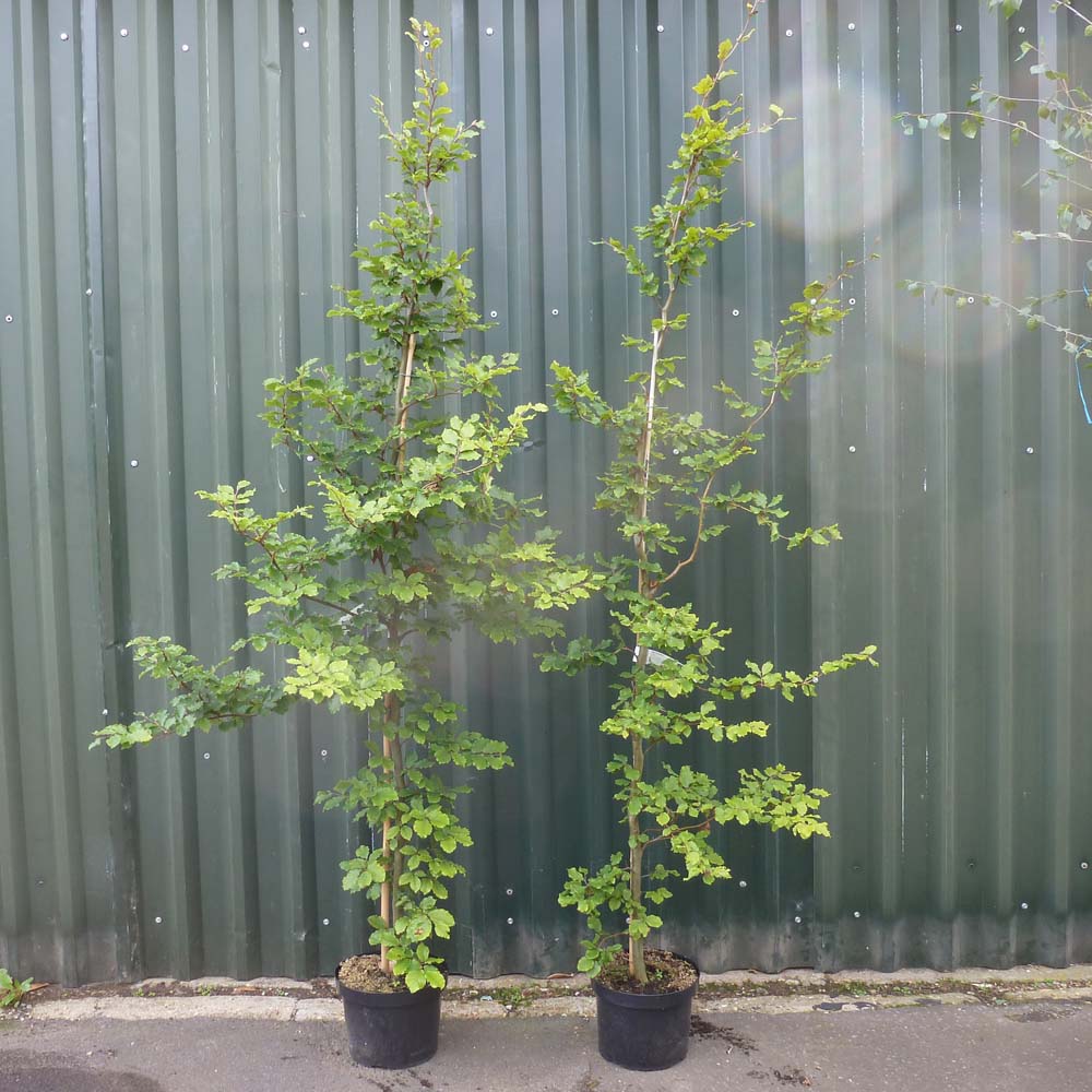 Fagus sylvatica – Green Beech 1.75-2m tall