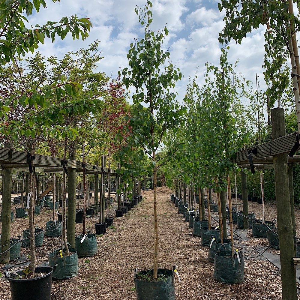 Betula pendula – Silver birch tree 10-12cm girth