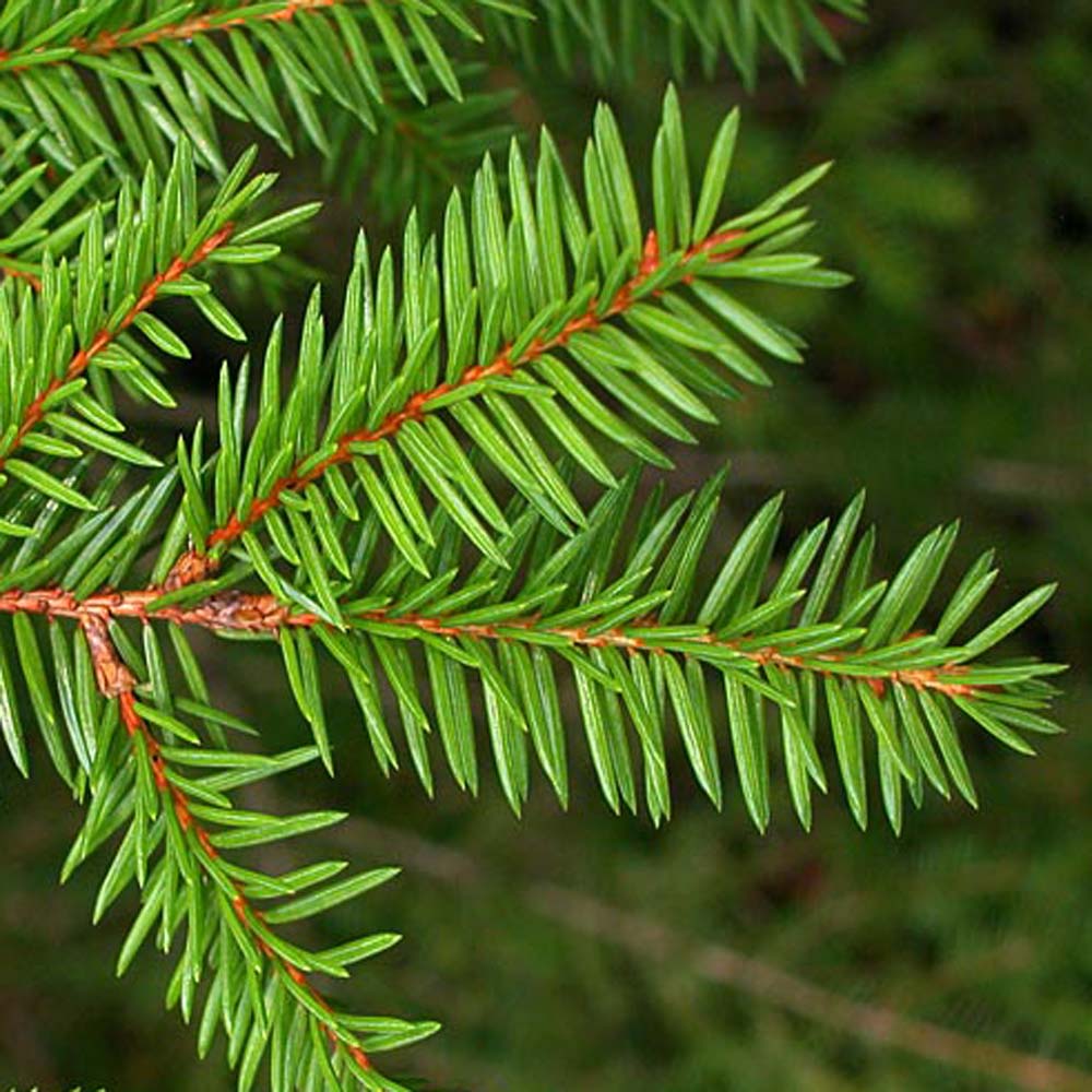 Abies nordmanniana - Nordman fir Christmas Trees