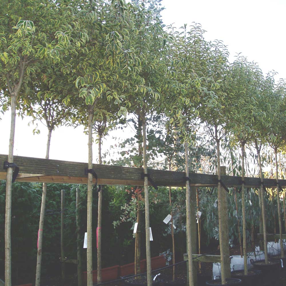 Ligustrum jap