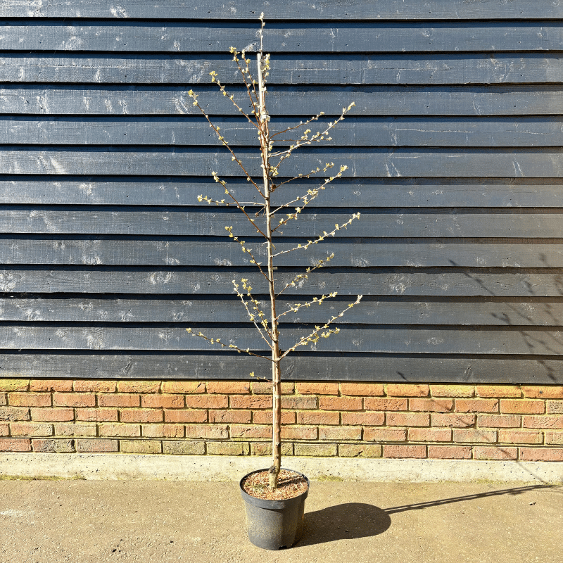 Malus ‘Evereste’ – Crab Apple tree 1.75-2m tall