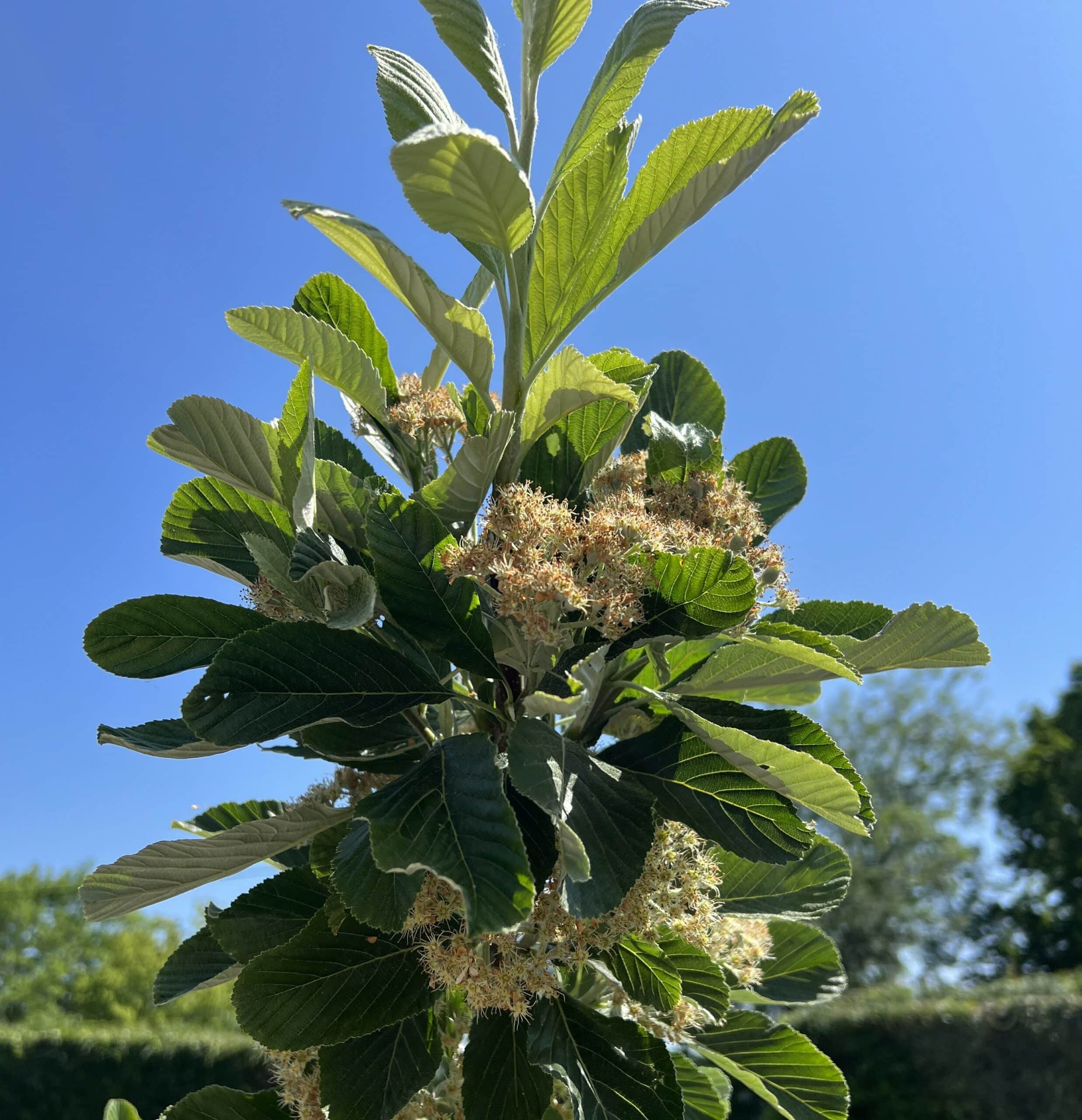 Sorbus aria ‘Majestica’ – Whitebeam tree 8-10cm girth