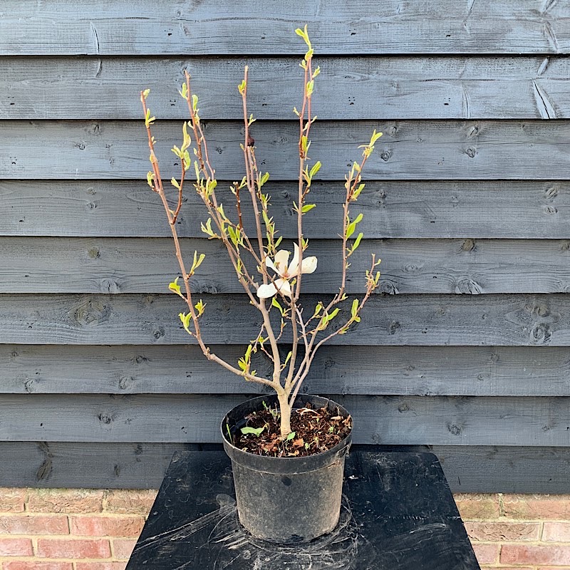 Magnolia x soulangeana – Magnolia 60-80cm tall