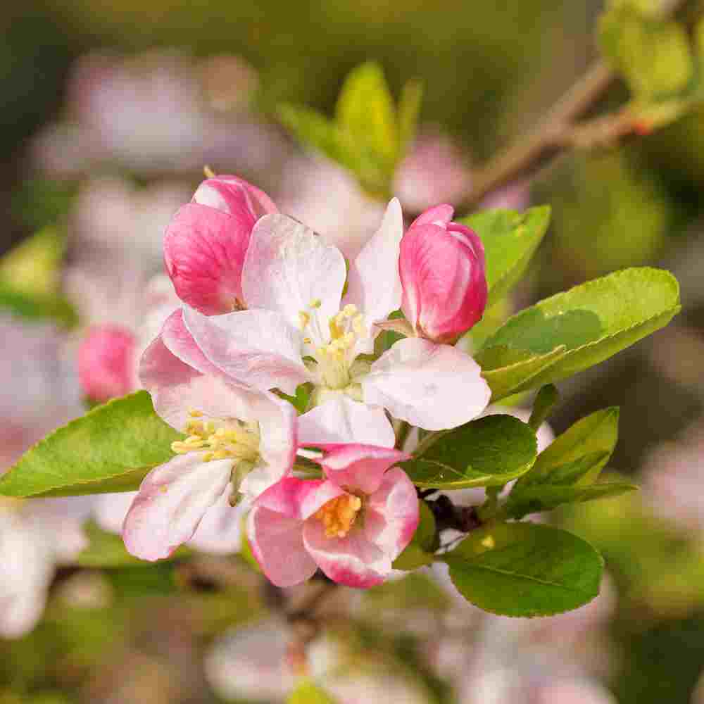 malus floribunda crabapple