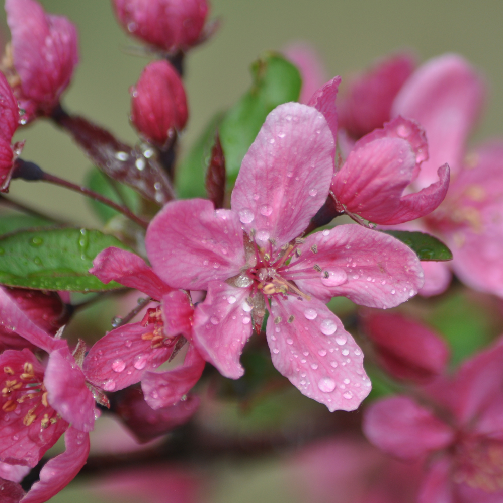 Malus ‘Rudolph’ – Crab Apple tree 1.75-2m tall