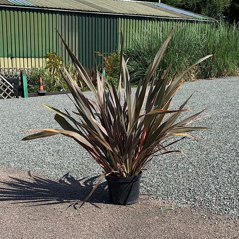 Phormium ‘Pink Stripe’ – New Zealand flax 10 Litre