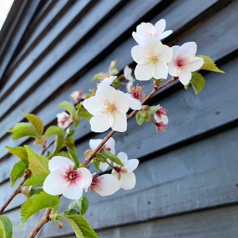 Prunus ‘Umineko’ (Snow Goose) – White Ornamental Cherry 2.5-2.75m tall