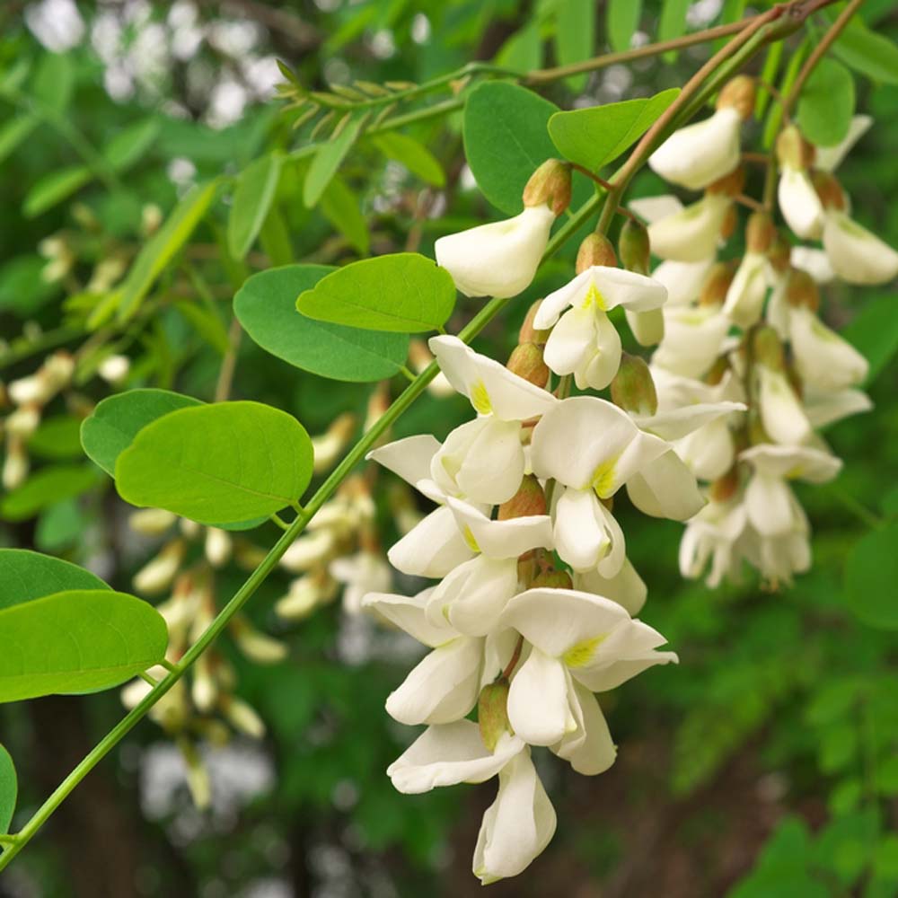 Robinia pseudoacacia ‘Frisia’ – False Acacia 6-8cm girth