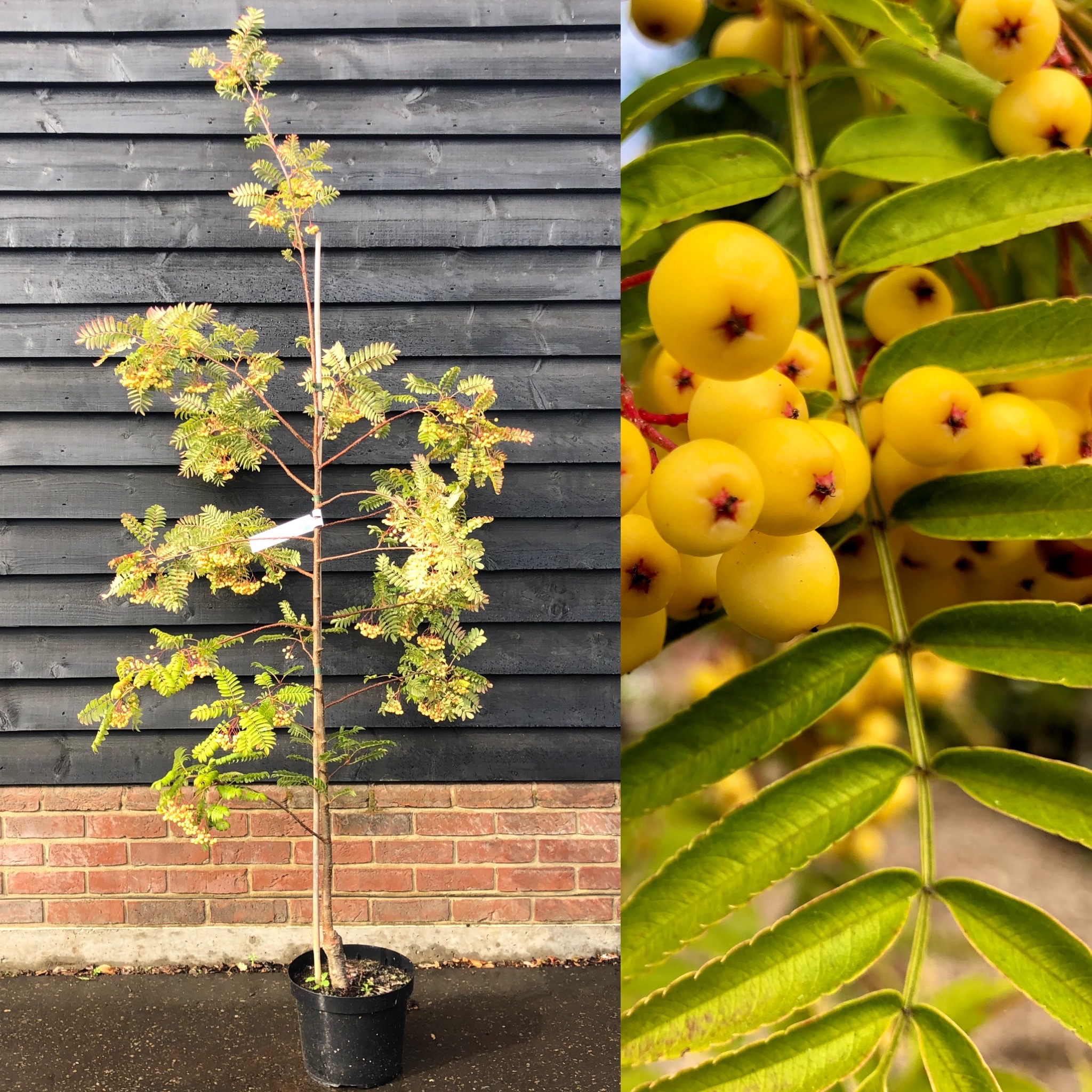 Sorbus Joseph Rock – Rowan tree 6-8cm girth