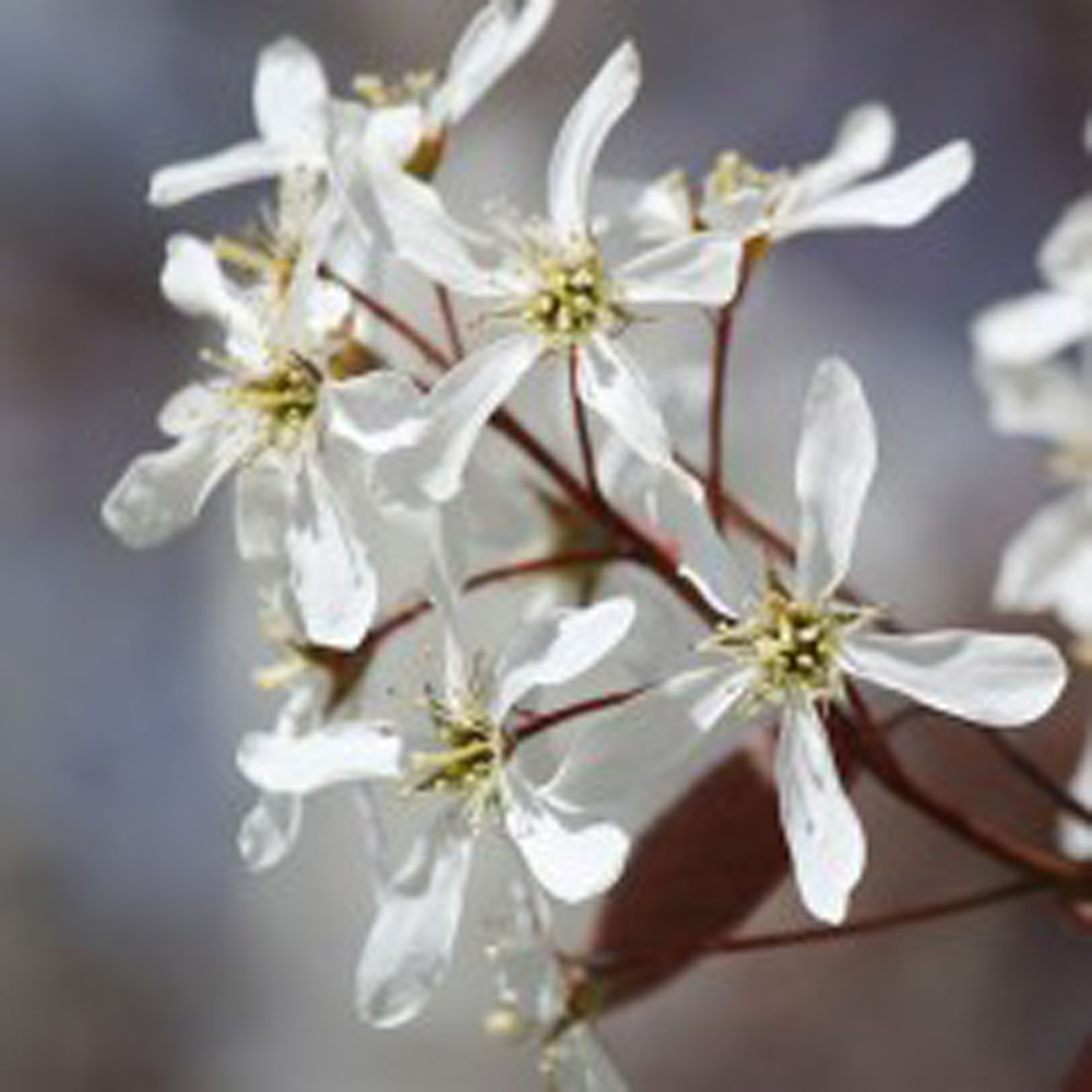 Amelanchier canadensis – Serviceberry tree 6-8cm girth