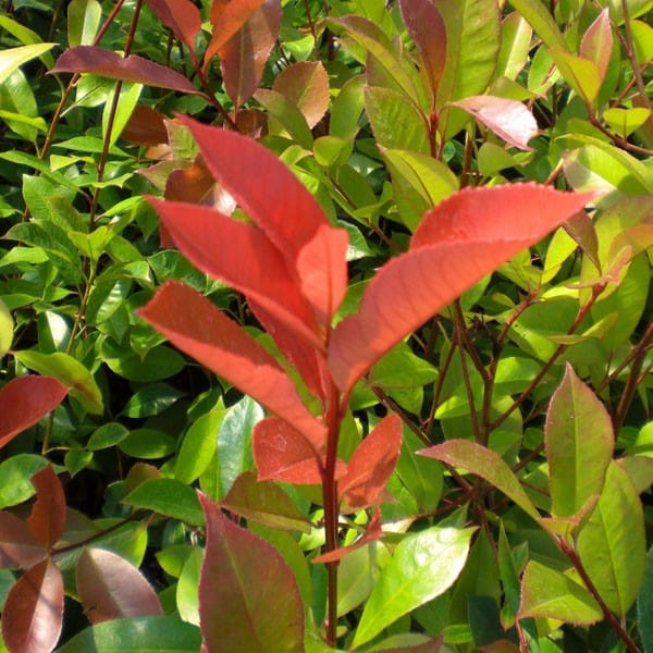 photinia_x_fraseri_red_robin