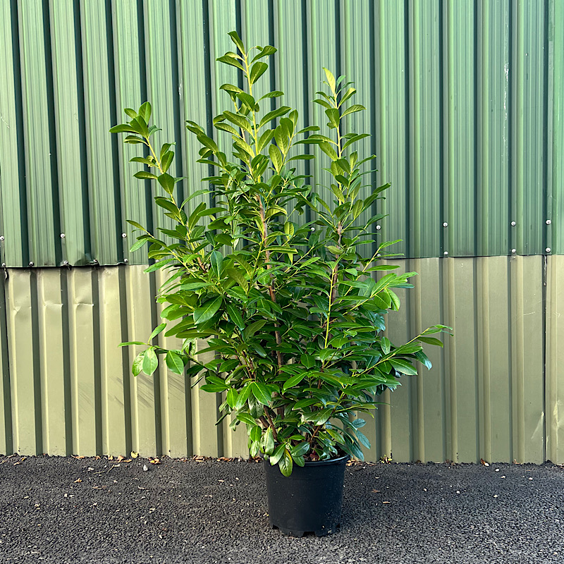 Prunus Laurocerasus for Hedging-Laurel 1.2-1.5m tall
