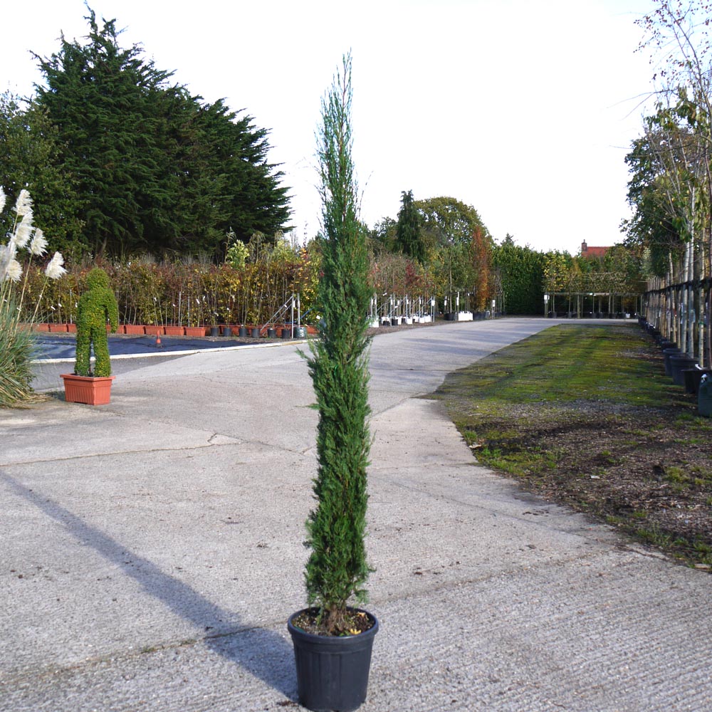 Cupressus sempervirens ‘Pyramidalis’ – Italian cypress tree 2-2.5m tall