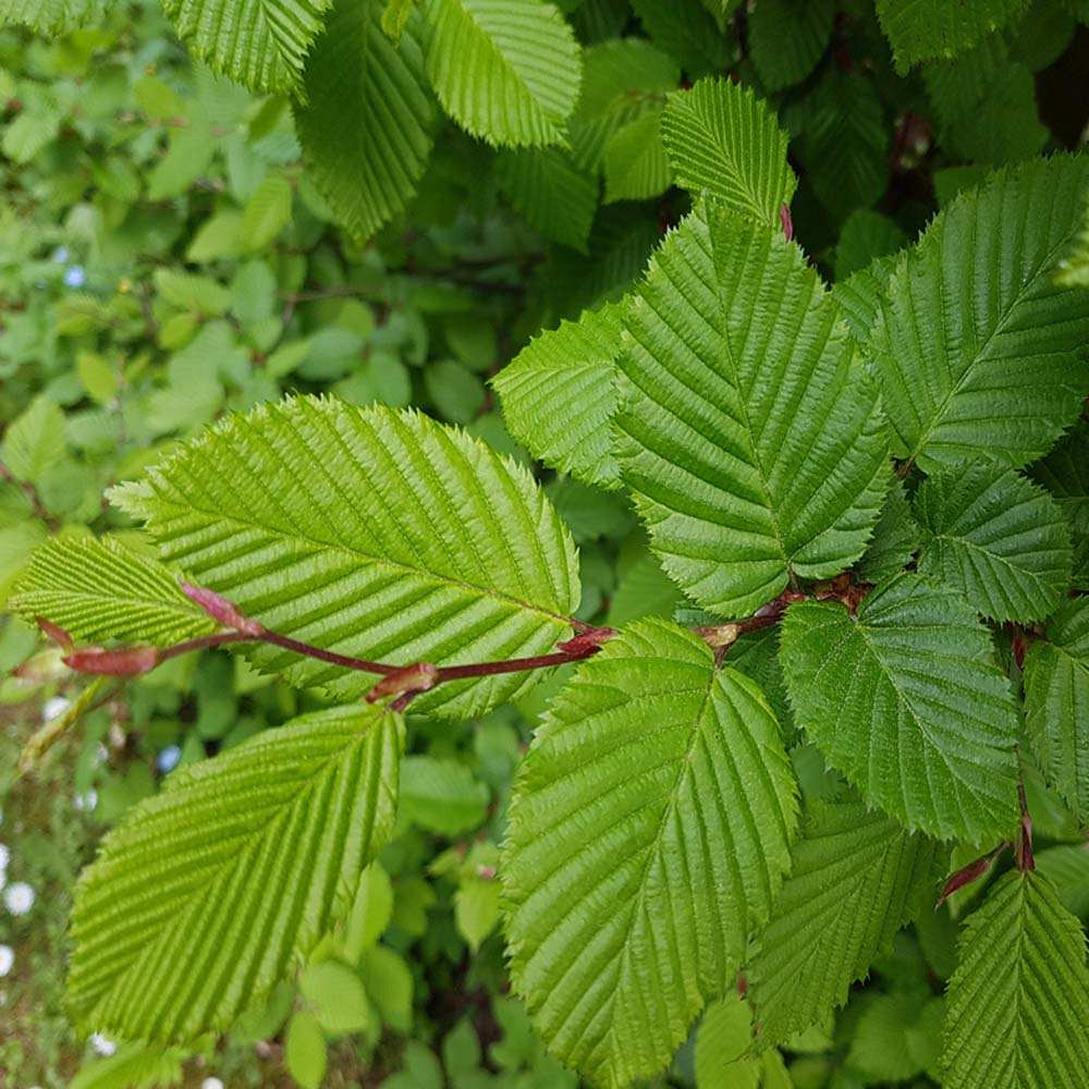 Hornbeam – Complete Hedging Pack 100m