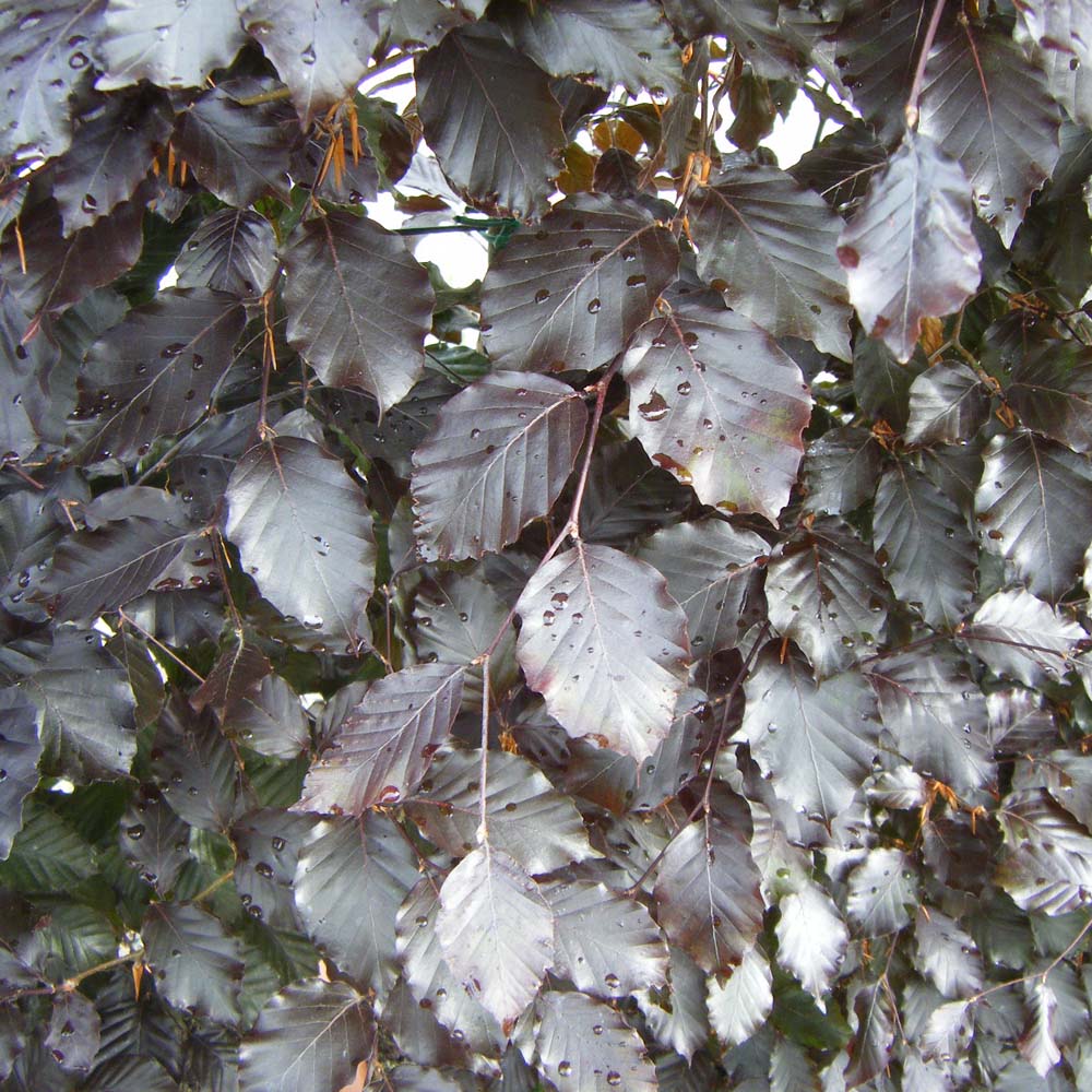 Purple Beech – Complete Hedging Pack – 10m