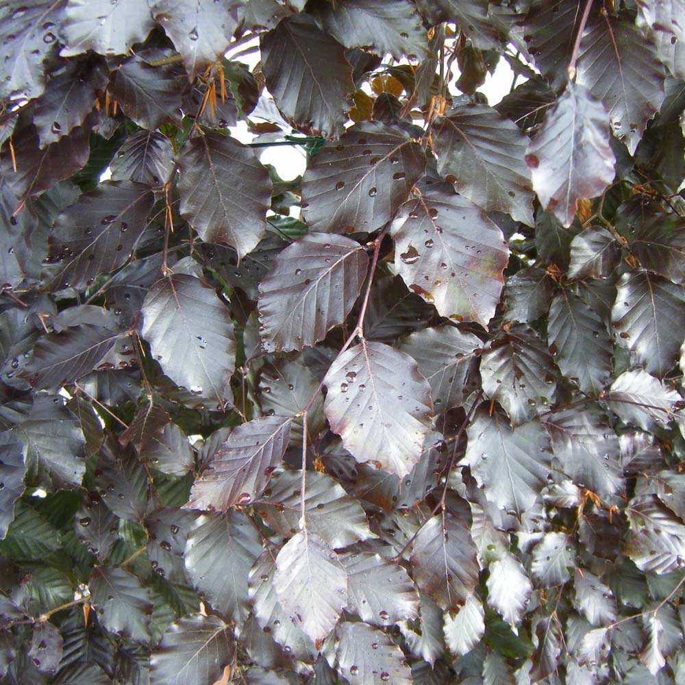 Purple Beech – Complete Hedging Pack – 5m