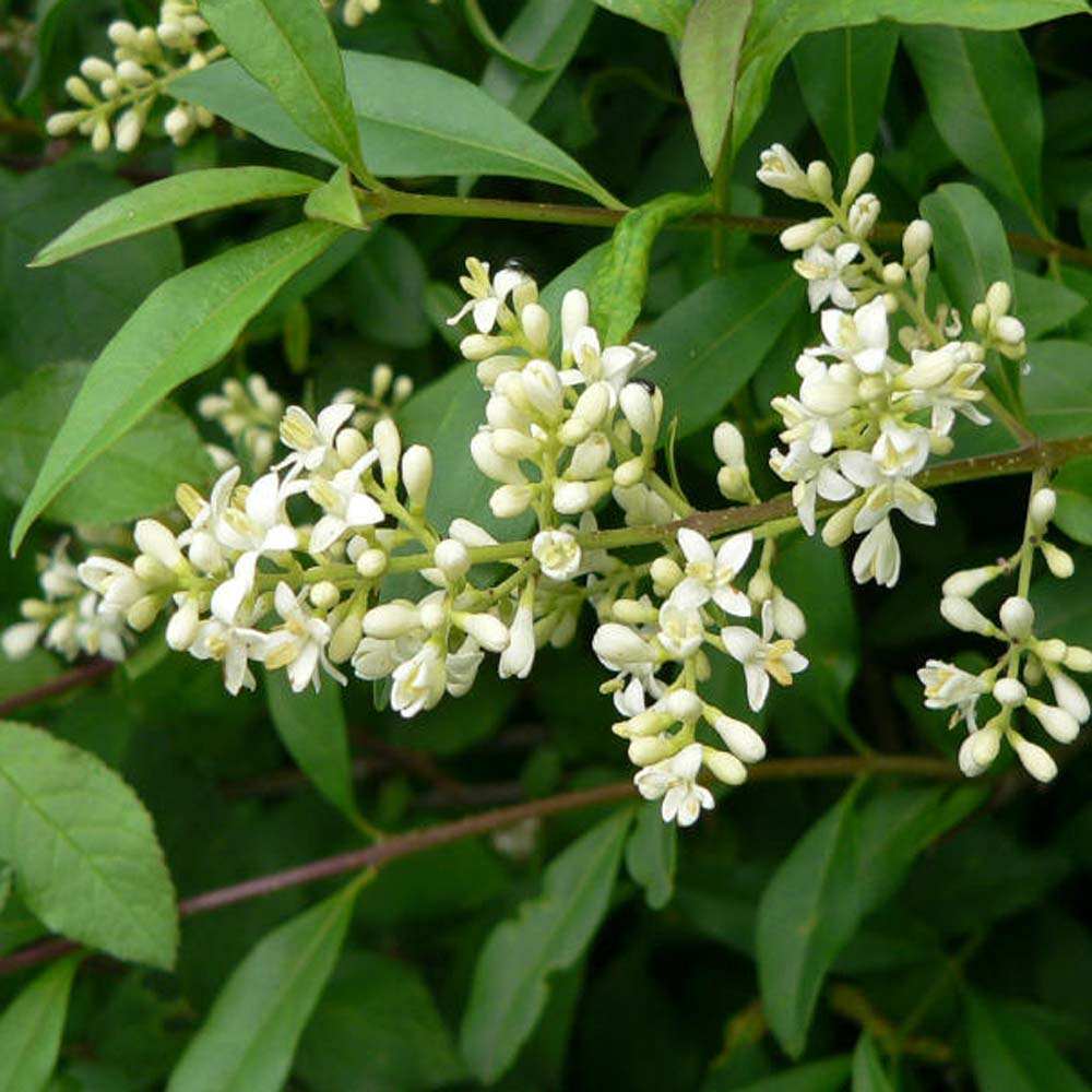 privet hedge flowers