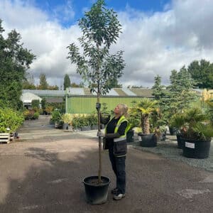 Portuguese Laurel Screening Trees