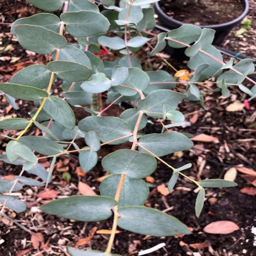 Buy Eucalyptus gunnii Azura (Dwarf Cider gum) - 2-2.5m tall tree - King ...