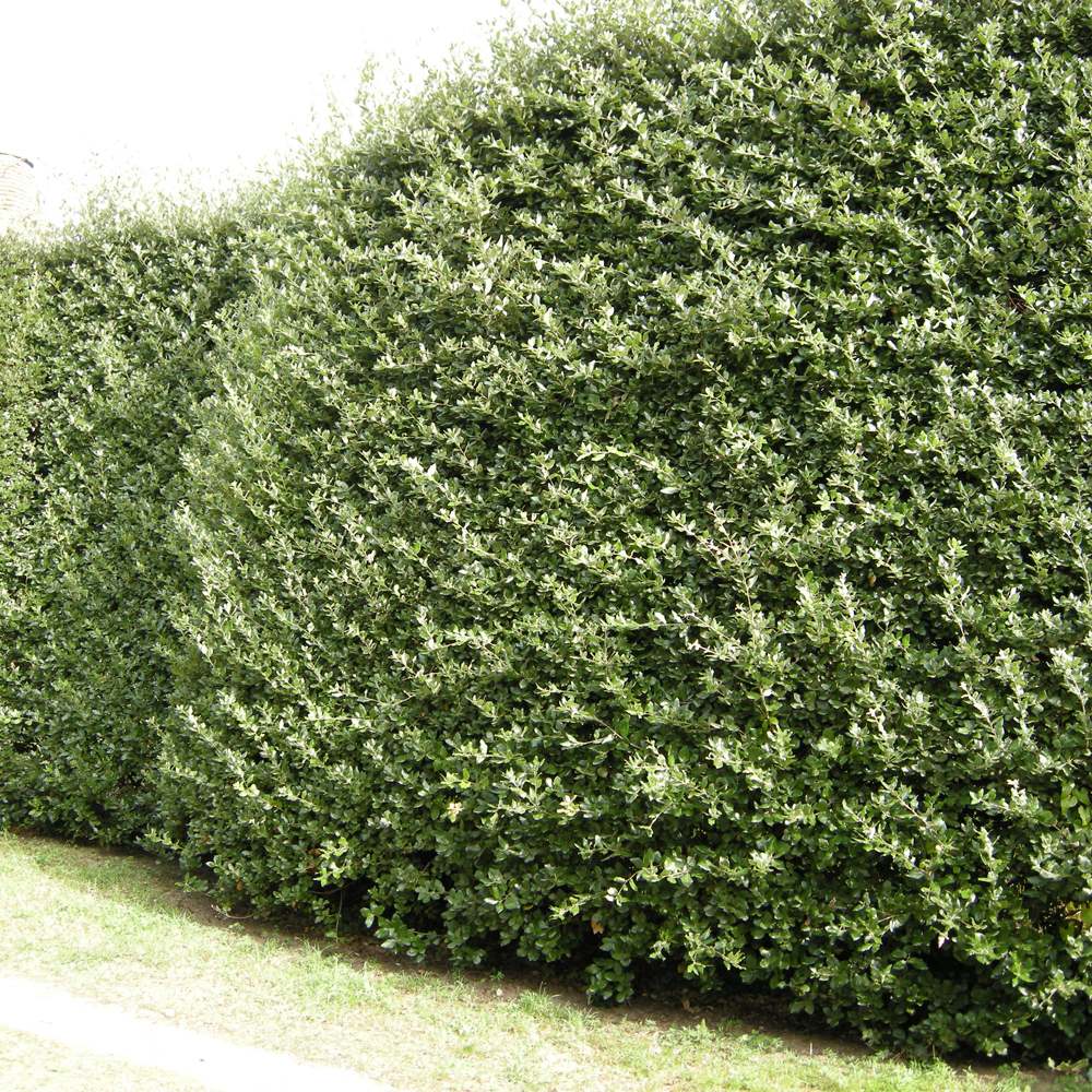 Quercus ilex – Evergreen oak 1-1.25 tall 20lt