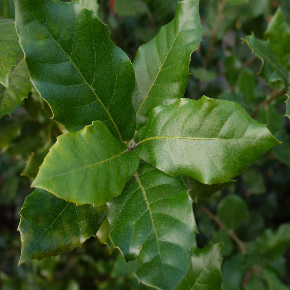 Quercus ilex – Evergreen Oak Pallet deal