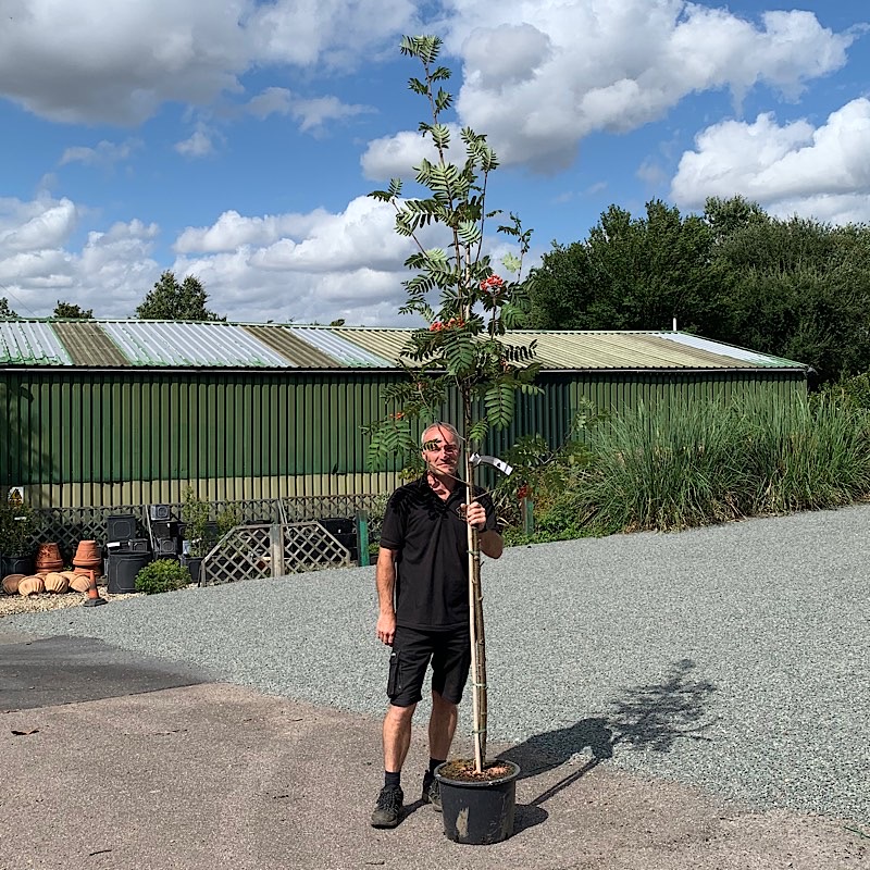 Sorbus aucuparia ‘Sheerwater Seedling’ – Rowan tree 8-10cm girth