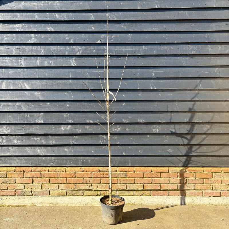 Crataegus prunifolia – Broad-leaved Cockspur Thorn tree 2-2.5m tall