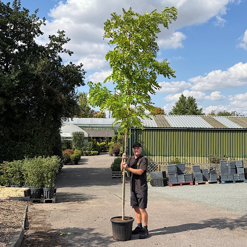 Robinia pseudoacacia ‘Frisia’ – False acacia 8-10cm girth